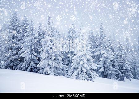 Paysage hivernal gelé magique avec sapins enneigés Banque D'Images