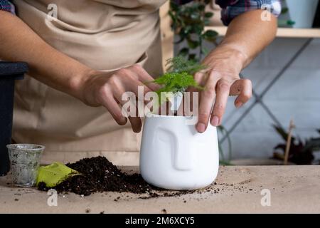 Transplantant une plante d'asperge dans un pot avec un visage. Une femme plante une tige avec des racines dans un nouveau sol. Prendre soin d'un pot Banque D'Images