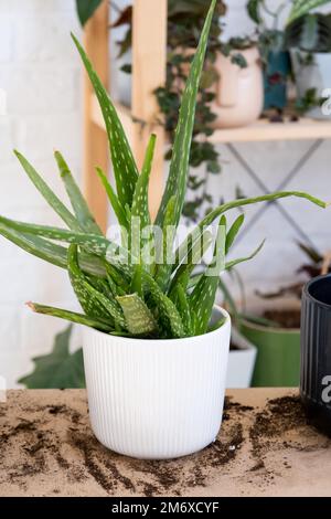 Plante médicinale intérieure Aloe Vera après la transplantation dans un nouveau sol et pot. Passe-temps, la croissance et le soin des plantes à la maison Banque D'Images