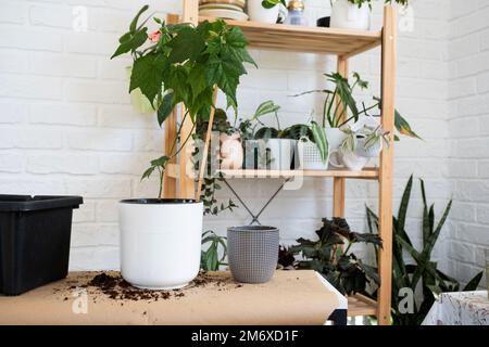 Préparation pour l'atterrissage et la transplantation d'une usine de Philodendron dans un nouveau pot. Entretien et reproduction d'un pla en pot Banque D'Images