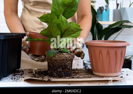 Transplantation d'une plante d'origine Ficus lyrata dans un nouveau pot. Une femme plante dans un nouveau sol. Entretien et reproduction d'une plante en pot Banque D'Images