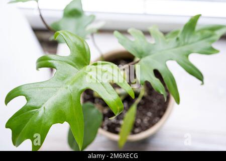 La mayonnaise de Philodendron à l'intérieur de la maison. Feuilles sculptées d'une maison dans une casserole. Soins et culture de plantes tropicales, Banque D'Images