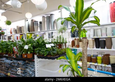 Plantes en pot dans un chariot de fleuriste - achat de plantes à la maison pour la culture et les soins, comme un cadeau Banque D'Images