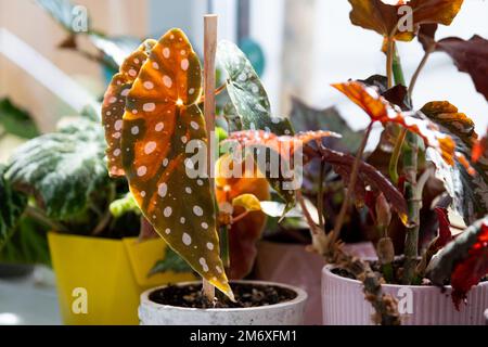 Maison plante en pot begonia décoration décidue à l'intérieur de la maison. Passe-temps dans la croissance, le soin des plantes, greenhome, g Banque D'Images