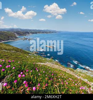 Floraison d'été Cap Vidio paysage (côte asturienne, Cudillero, Espagne). Banque D'Images