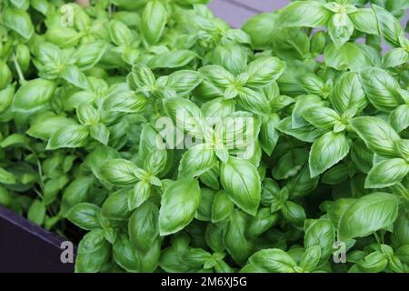 Basilic (Ocimum basilicum 'Genovese') plante. Banque D'Images