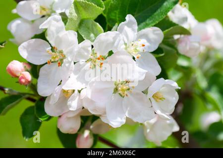 Pommier en fleur, branche avec fleurs blanches le jour d'été ensoleillé. Photo macro avec mise au point douce sélective Banque D'Images