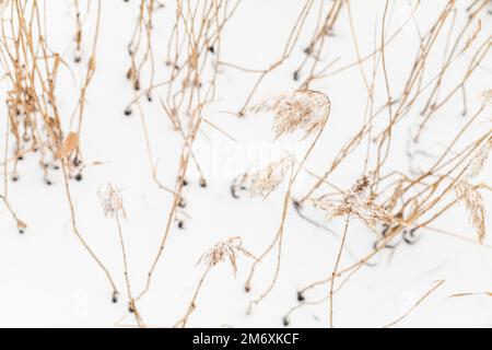Photo naturelle d'hiver avec herbe côtière sèche dans la neige blanche Banque D'Images