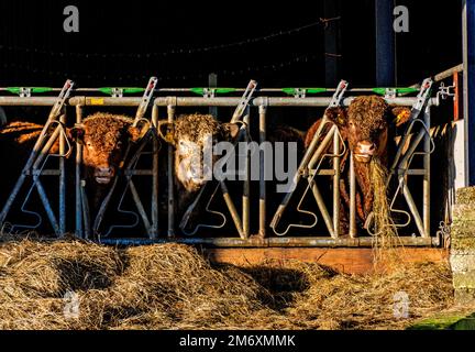 Bovins de boucherie se nourrissant d'herbe d'ensilage, Comté de Donegal, Irlande. Banque D'Images