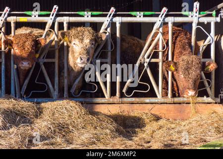 Bovins de boucherie se nourrissant d'herbe d'ensilage, Comté de Donegal, Irlande. Banque D'Images