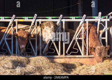 Bovins de boucherie se nourrissant d'herbe d'ensilage, Comté de Donegal, Irlande. Banque D'Images