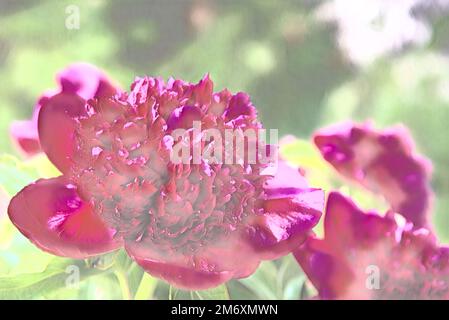 Fleurs de pivoines violettes dans le jardin. Peinture à l'huile rétro, textile, photo texturée. Lumière d'été. Gros plan. Mise au point sélective. Banque D'Images