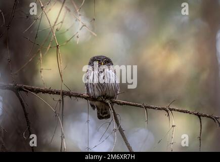 Hibou pygmée urasien (Glaucidium passerinum) Banque D'Images