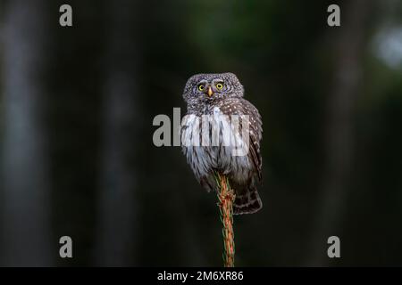 Hibou pygmée urasien (Glaucidium passerinum) Banque D'Images