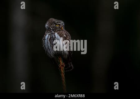 Hibou pygmée urasien (Glaucidium passerinum) Banque D'Images