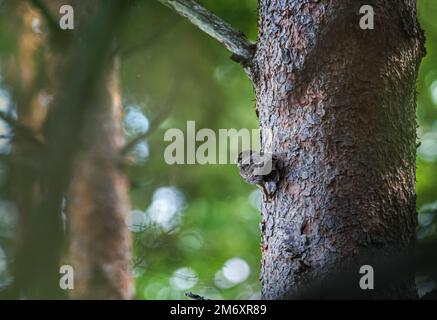 Hibou pygmée urasien (Glaucidium passerinum) Banque D'Images