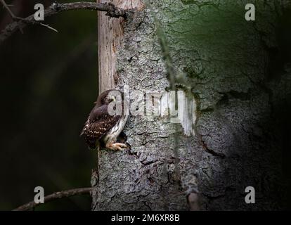 Hibou pygmée urasien (Glaucidium passerinum) Banque D'Images