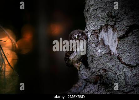 Hibou pygmée urasien (Glaucidium passerinum) Banque D'Images