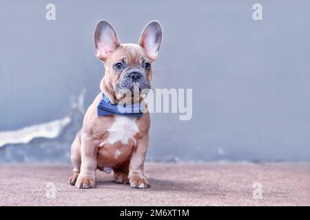 Bleu rouge fauve chien Bulldog chiot avec noeud bleu à l'avant du mur gris Banque D'Images