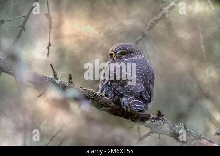 Hibou pygmée urasien (Glaucidium passerinum) Banque D'Images