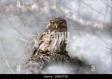 Hibou pygmée urasien (Glaucidium passerinum) Banque D'Images