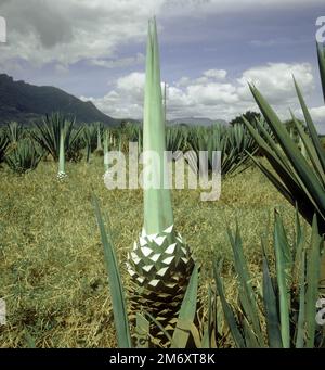 Une plantation de sisal (Agave sisalana) où certaines feuilles sont récoltées à partir des plantes succulentes de la culture quittant les feuilles de point de croissance, Tanzanie, AF est Banque D'Images