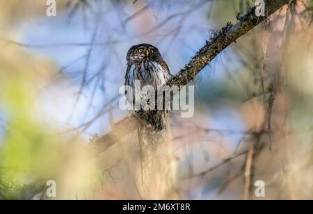 Hibou pygmée urasien (Glaucidium passerinum) Banque D'Images