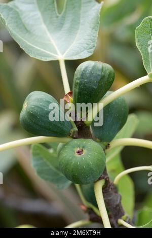 Jeune deuxième récolte de figues sur les branches d'arbres de cette année qui sont peu susceptibles de mûrir dans les climats frais, Berkshire, août Banque D'Images
