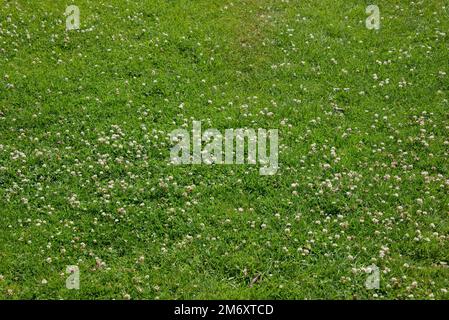 Une pelouse de jardin mixte rugueuse avec trèfle blanc fixateur d'azote (Trifolium repens) floraison et la protection de l'herbe dans une sécheresse estivale (2022), Berkshire, J Banque D'Images