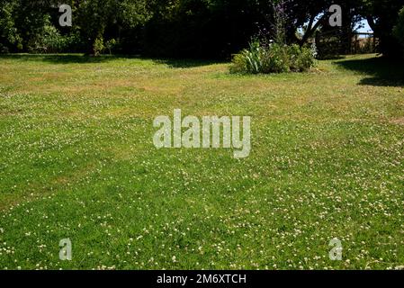 Une pelouse de jardin mixte rugueuse avec trèfle blanc fixateur d'azote (Trifolium repens) floraison et la protection de l'herbe dans une sécheresse estivale (2022), Berkshire, J Banque D'Images