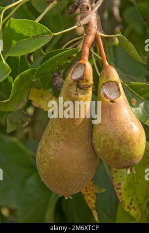 Une guêpe commune (Vespula vulgaris) se nourrissant de fruits de poire mûrs endommagés sur l'arbre, Berkshire, août Banque D'Images