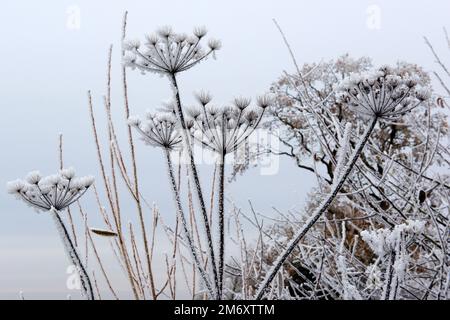 Givre ou glace de rime provenant du brouillard glacial sur un gris terne décembre matin se formant sur les bumels ensemencés de l'herbe à poux commune, Berkshire Banque D'Images