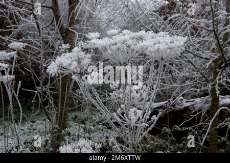 Givre ou glace de rime provenant du brouillard glacial sur un gris terne décembre matin se formant sur les bumels semés de l'herbe à poux commune et des branches d'arbre, Berkshire Banque D'Images