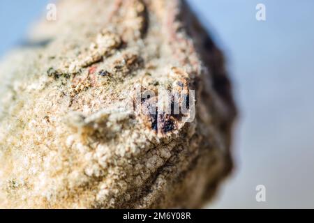 Sécher le fruit du coing dans la couronne de l'arbre. Pomme sèche, fruit pourri de coing sur l'arbre dans le verger, nourriture biologique. Banque D'Images