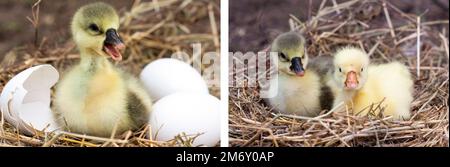 Petite branche de gosling avec coquille d'oeufs cassés et en nid de paille Banque D'Images