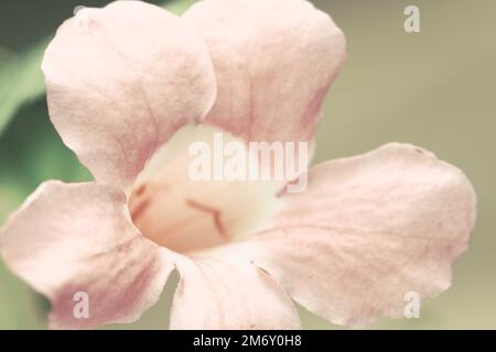 Un gros plan de la fleur rose de Bignonia qui pousse dans un jardin Banque D'Images