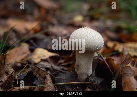 perle de puffball (Vesse de loup perlée-Lycoperdon perlatum) Banque D'Images