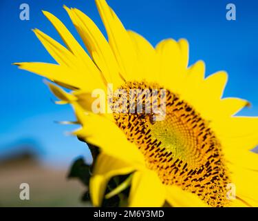 Photographie de tournesol dans un pré.beau champ avec fleur de tournesol doré isolé.tournesol gros plan. tournesol simple Banque D'Images