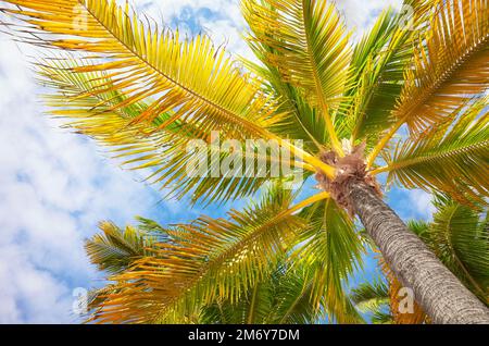 Palmiers à noix de coco contre le ciel, vue de dessous, péninsule du Yucatan, Mexique. Banque D'Images