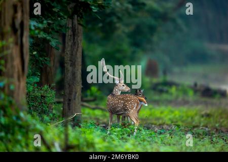 grand homme de bois, cerf à pois ou cerf à l'intérieur ou axe, cerf ou axe, sur fond vert naturel sauvage, paysage en hiver, safari en plein air sur la faune au dhikala Banque D'Images