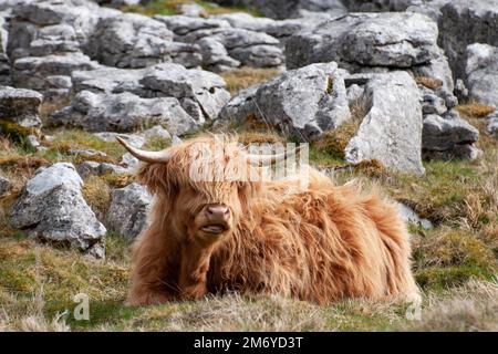 Jeune vache des Highlands située dans un pâturage avec un pavé calcaire Yorkshire Dales Banque D'Images