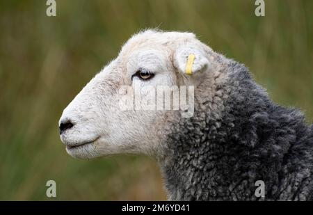 Profil de brebis de Herdwick contre une colline vert clair. Lake District Banque D'Images