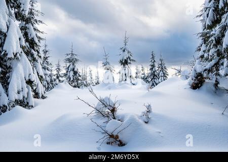 Paysage d'hiver avec des arbres et de la neige par jour nuageux dans les montagnes de Jizera. Banque D'Images