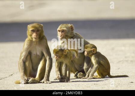 Groupe de quatre Rhesus Macaque Monkeys dans la nature en Inde deux adultes et deux bébés, les adultes sont assis comme l'un des bébés joue Banque D'Images