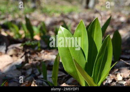 Jeunes pousses d'Allium ursinum, connues sous le nom d'ail sauvage, ramsons, sarrasins, poireaux d'ours ou ail d'ours. Plante sauvage comestible dans l'environnement naturel. Banque D'Images