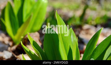 Jeunes pousses d'Allium ursinum, connues sous le nom d'ail sauvage, ramsons, sarrasins, poireaux d'ours ou ail d'ours. Plante sauvage comestible dans l'environnement naturel. Banque D'Images