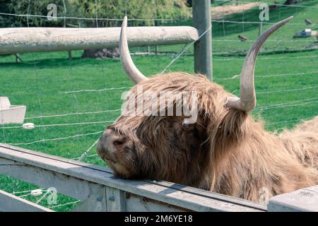 Highland Cow à Walter Peak, Queenstown Banque D'Images