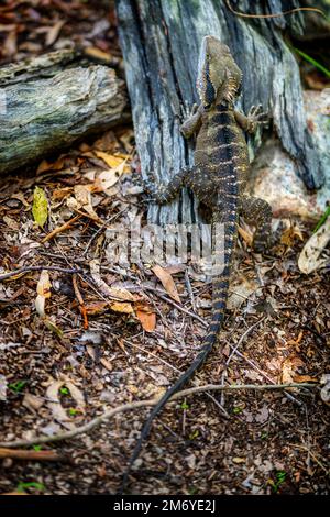 Le dragon des eaux de l'est adulte (intellecgama lesueurii) camouflé tout en étant allongé le long d'une souche en bois. Banque D'Images