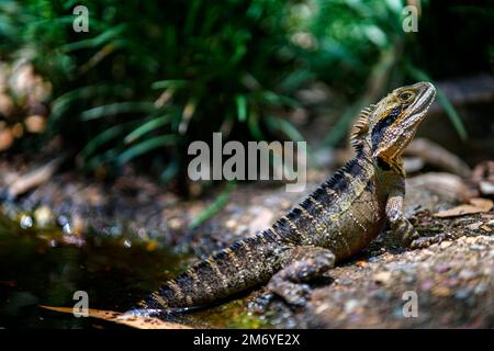 Le dragon d'eau de l'est (intellecgama lesueurii) adulte a été camouflé tout en étant assis au bord de la piscine. Banque D'Images