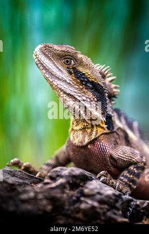 Gros plan du dragon de l'eau de l'est adulte (intellecgama lesueurii) assis sur une bûche. Banque D'Images